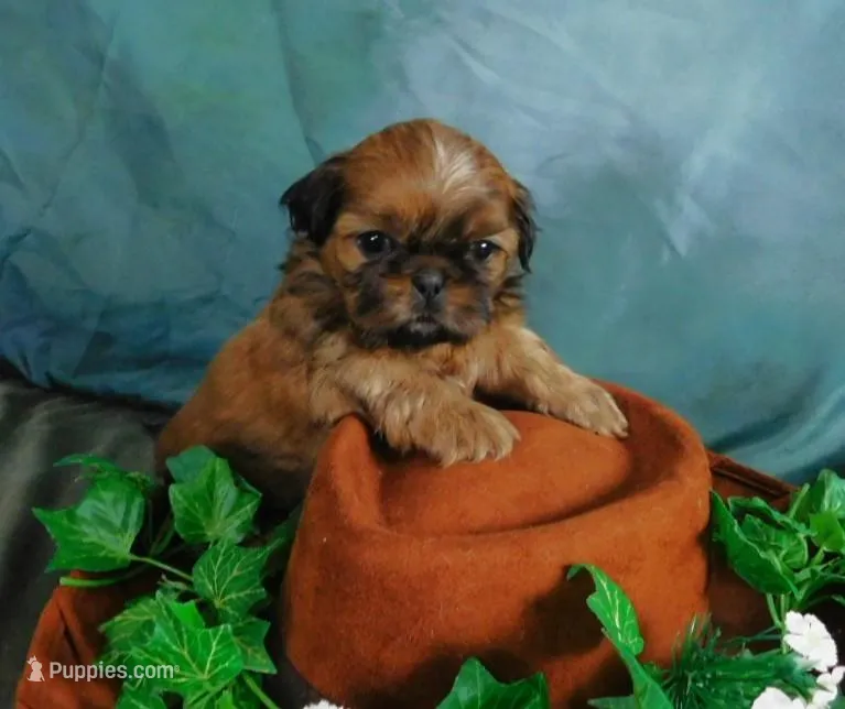 Sax – Shih Tzu puppy for sale in Sanford, NC