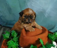 Sax, a male Shih Tzu for sale in Sanford, NC – 1 of 10