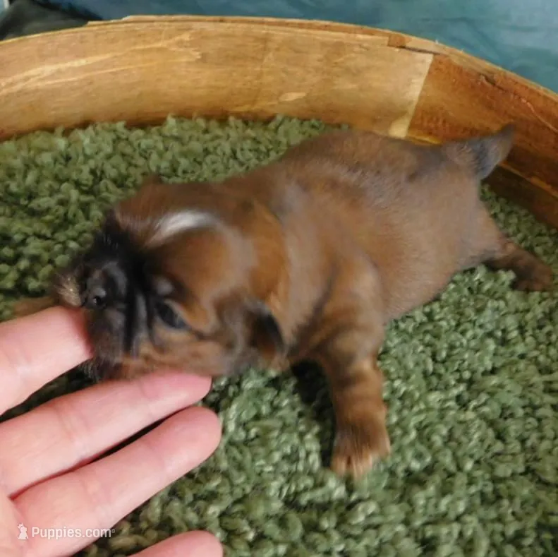 Sax – Shih Tzu puppy for sale in Sanford, NC