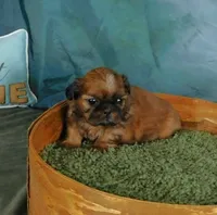 Sax, a male Shih Tzu for sale in Sanford, NC – 9 of 10