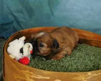 Sax, a male Shih Tzu for sale in Sanford, NC – 8 of 10