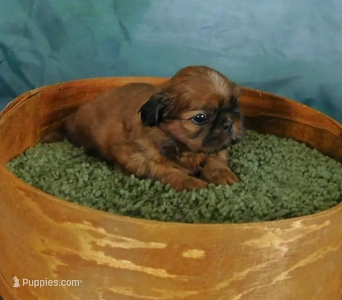 Sax – Shih Tzu puppy for sale in Sanford, NC