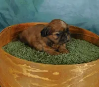 Sax, a male Shih Tzu for sale in Sanford, NC – 6 of 10