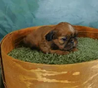 Sax, a male Shih Tzu for sale in Sanford, NC – 7 of 10