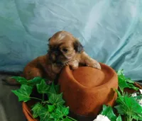 Sax, a male Shih Tzu for sale in Sanford, NC – 3 of 10