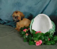 Jazzi's Little Jazz--see VIDEO, a female Shih Tzu for sale in Sanford, NC – 6 of 8