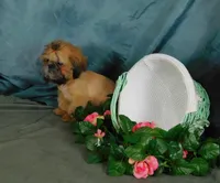 Jazzi's Little Jazz--see VIDEO, a female Shih Tzu for sale in Sanford, NC – 4 of 8