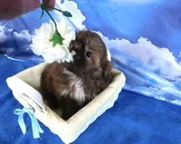 Nugget--See Video, a female Shih Tzu for sale in Sanford, NC – Photo 3 of 6