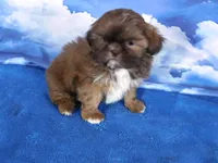 Nugget--See Video, a female Shih Tzu for sale in Sanford, NC – Photo 1 of 6