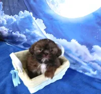 Nugget--See Video, a female Shih Tzu for sale in Sanford, NC – Photo 2 of 6