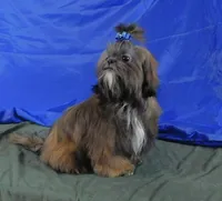 Proven AKC Stud or Pet, a male Shih Tzu for sale in Sanford, NC – Photo 2 of 7