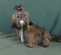 Proven AKC Stud or Pet, a male Shih Tzu for sale in Sanford, NC – Photo 3 of 7