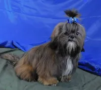 Proven AKC Stud or Pet, a male Shih Tzu for sale in Sanford, NC – Photo 6 of 7