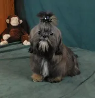 Proven AKC Stud or Pet, a male Shih Tzu for sale in Sanford, NC – Photo 4 of 7