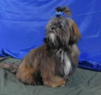 Proven AKC Stud or Pet, a male Shih Tzu for sale in Sanford, NC – Photo 5 of 7