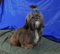 Proven AKC Stud or Pet, a male Shih Tzu for sale in Sanford, NC – Photo 1 of 7