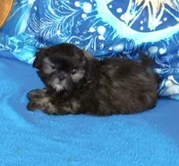 Quincey, a male Shih Tzu for sale in Sanford, NC – Photo 5 of 10