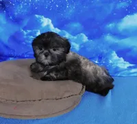 Quincey, a male Shih Tzu for sale in Sanford, NC – Photo 3 of 10