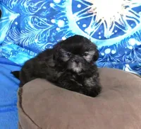 Quincey, a male Shih Tzu for sale in Sanford, NC – Photo 9 of 10