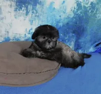 Quincey, a male Shih Tzu for sale in Sanford, NC – Photo 1 of 10