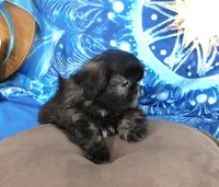 Quincey, a male Shih Tzu for sale in Sanford, NC – Photo 7 of 10