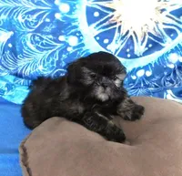 Quincey, a male Shih Tzu for sale in Sanford, NC – Photo 8 of 10