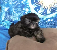 Quincey, a male Shih Tzu for sale in Sanford, NC – Photo 10 of 10