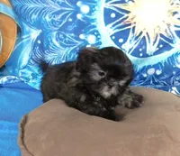 Quincey, a male Shih Tzu for sale in Sanford, NC – Photo 6 of 10