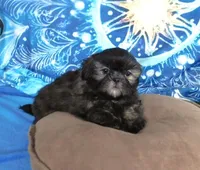 Quincey, a male Shih Tzu for sale in Sanford, NC – Photo 4 of 10