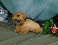 Jazzi's Little Jazz--see VIDEO, a female Shih Tzu for sale in Sanford, NC – 5 of 8