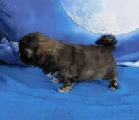 Quilla, a female Shih Tzu for sale in Sanford, NC – Photo 2 of 2