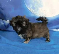 Quilla, a female Shih Tzu for sale in Sanford, NC – Photo 1 of 2