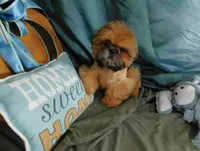 Jazzi's Little Jazz--see VIDEO, a female Shih Tzu for sale in Sanford, NC – 3 of 8