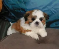 Red Boy, a male Shih Tzu for sale in Sanford, NC – Photo 7 of 7