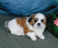Red Boy, a male Shih Tzu for sale in Sanford, NC – Photo 5 of 7