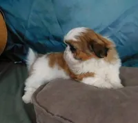 Red Boy, a male Shih Tzu for sale in Sanford, NC – Photo 6 of 7