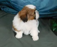 Red Boy, a male Shih Tzu for sale in Sanford, NC – Photo 2 of 7