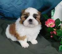 Red Boy, a male Shih Tzu for sale in Sanford, NC – Photo 1 of 7