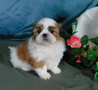 Red Boy, a male Shih Tzu for sale in Sanford, NC – Photo 4 of 7