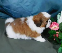 Red Boy, a male Shih Tzu for sale in Sanford, NC – Photo 3 of 7