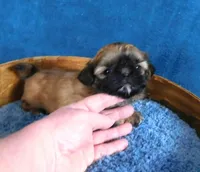 Nala, a female Shih Tzu for sale in Sanford, NC – Photo 1 of 4