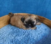 Nala, a female Shih Tzu for sale in Sanford, NC – Photo 2 of 4