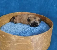 Nala, a female Shih Tzu for sale in Sanford, NC – Photo 4 of 4