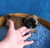 Nala, a female Shih Tzu for sale in Sanford, NC – Photo 3 of 4