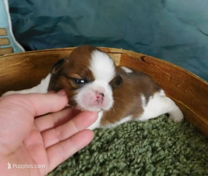 Sam – Shih Tzu puppy for sale in Sanford, NC