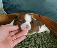 Sam, a male Shih Tzu for sale in Sanford, NC – 1 of 5