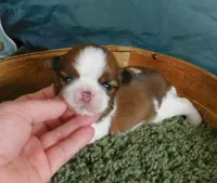 Sam, a male Shih Tzu for sale in Sanford, NC – 2 of 5