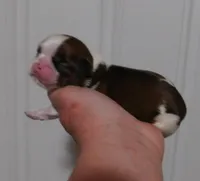 Sam, a male Shih Tzu for sale in Sanford, NC – Photo 2 of 2