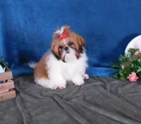 Sam, a male Shih Tzu for sale in Sanford, NC – 4 of 5