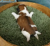 Sam, a male Shih Tzu for sale in Sanford, NC – 3 of 5